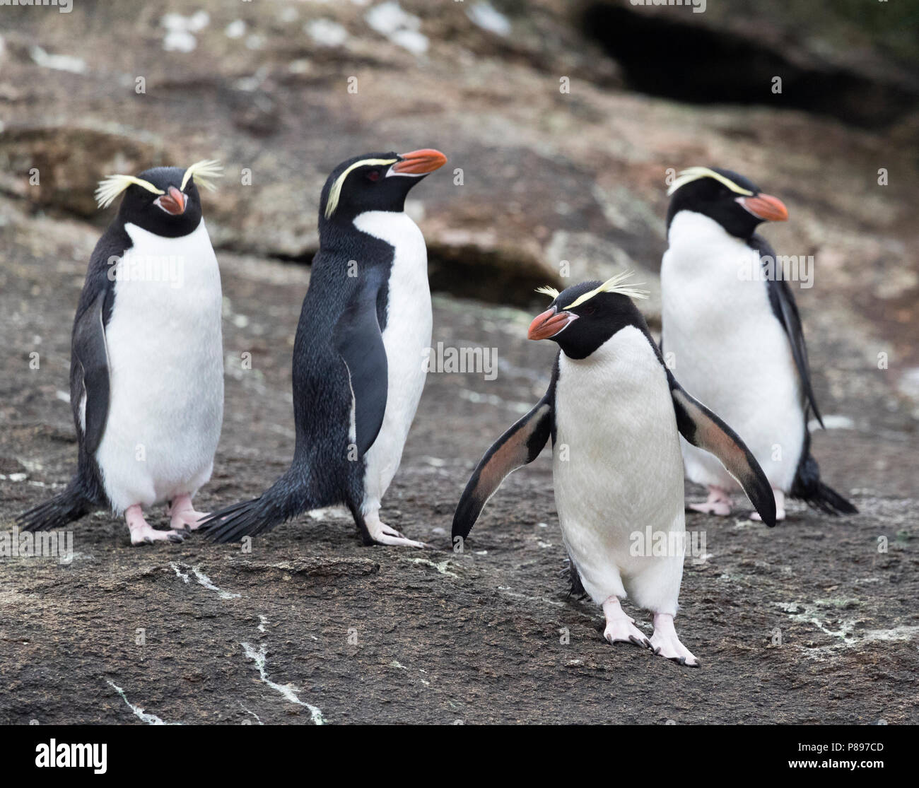 Quatre pièges pingouins (Eudyptes robustus) Comité permanent sur l'île subantarctique de pièges, un groupe au sud de la Nouvelle Zélande Banque D'Images