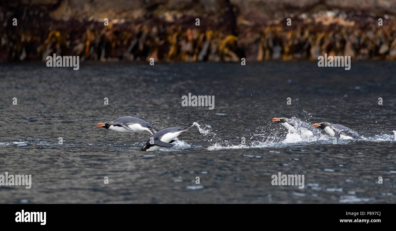 Natation Snares Eudyptes robustus (manchots) sur les pièges, un groupe de l'île subantarctique au sud de la Nouvelle Zélande Banque D'Images