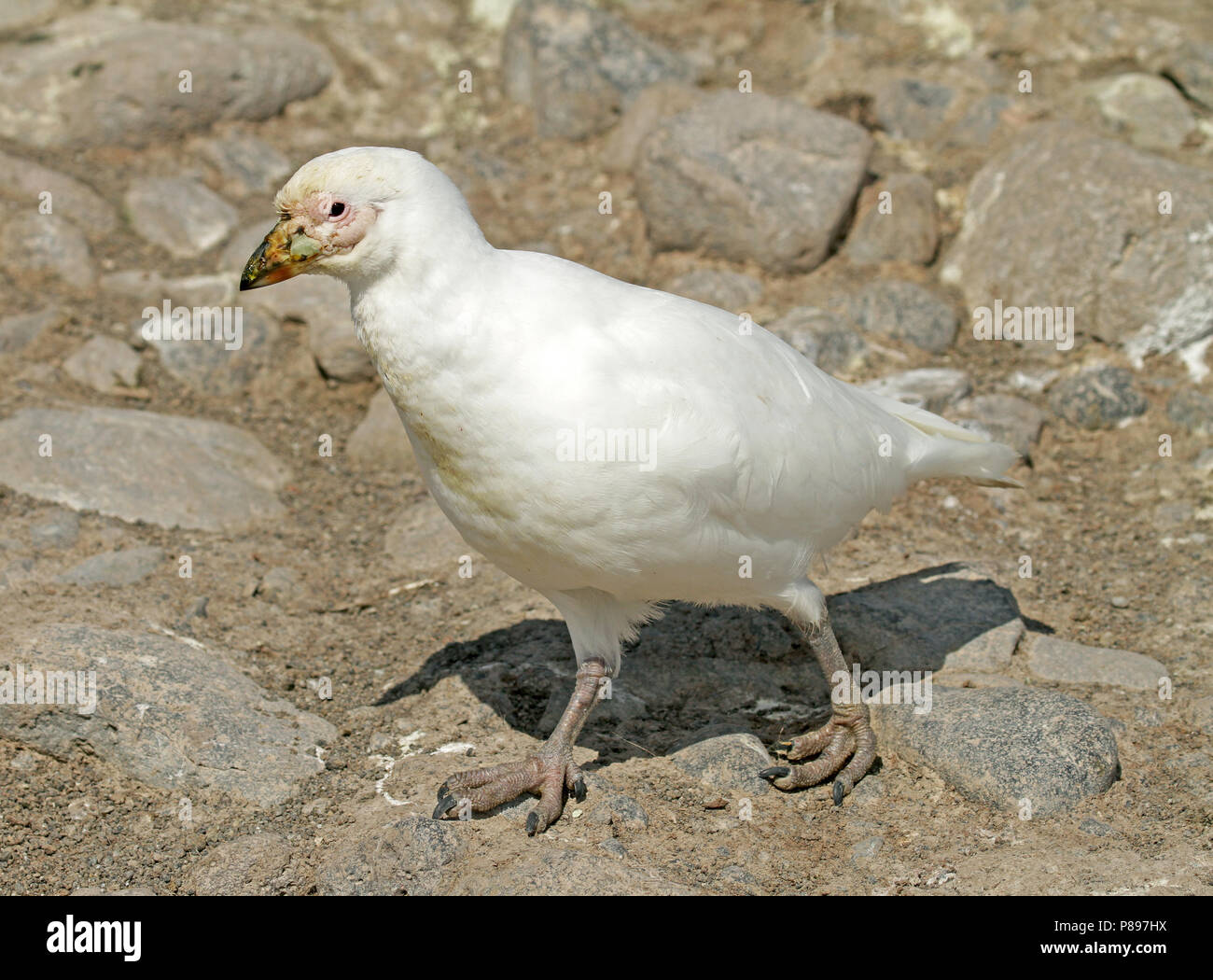 Sheathbill enneigé (Chionis albus) Banque D'Images