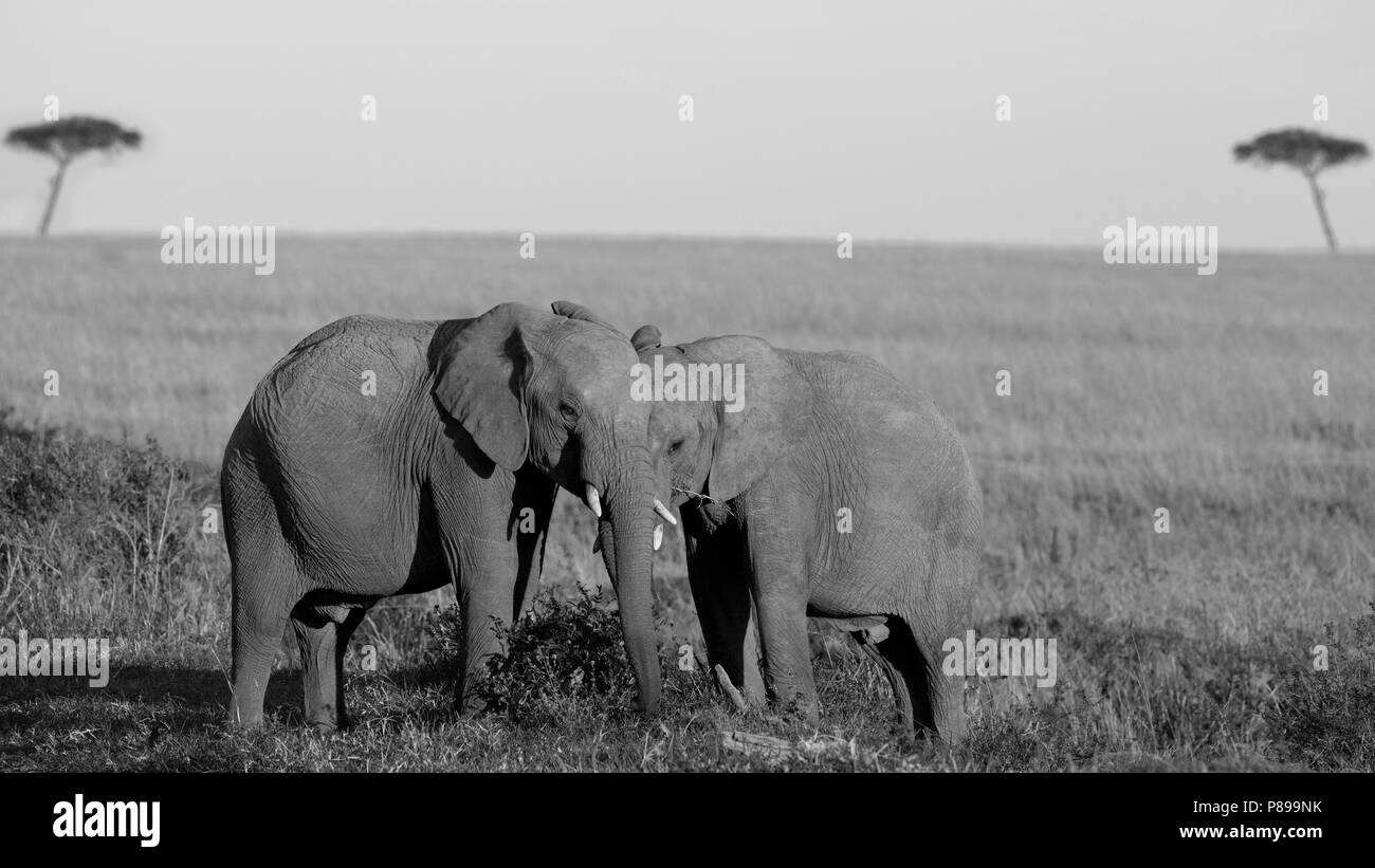 Montrer de l'affection des éléphants photo noir et blanc de Masai Mara au Kenya Banque D'Images
