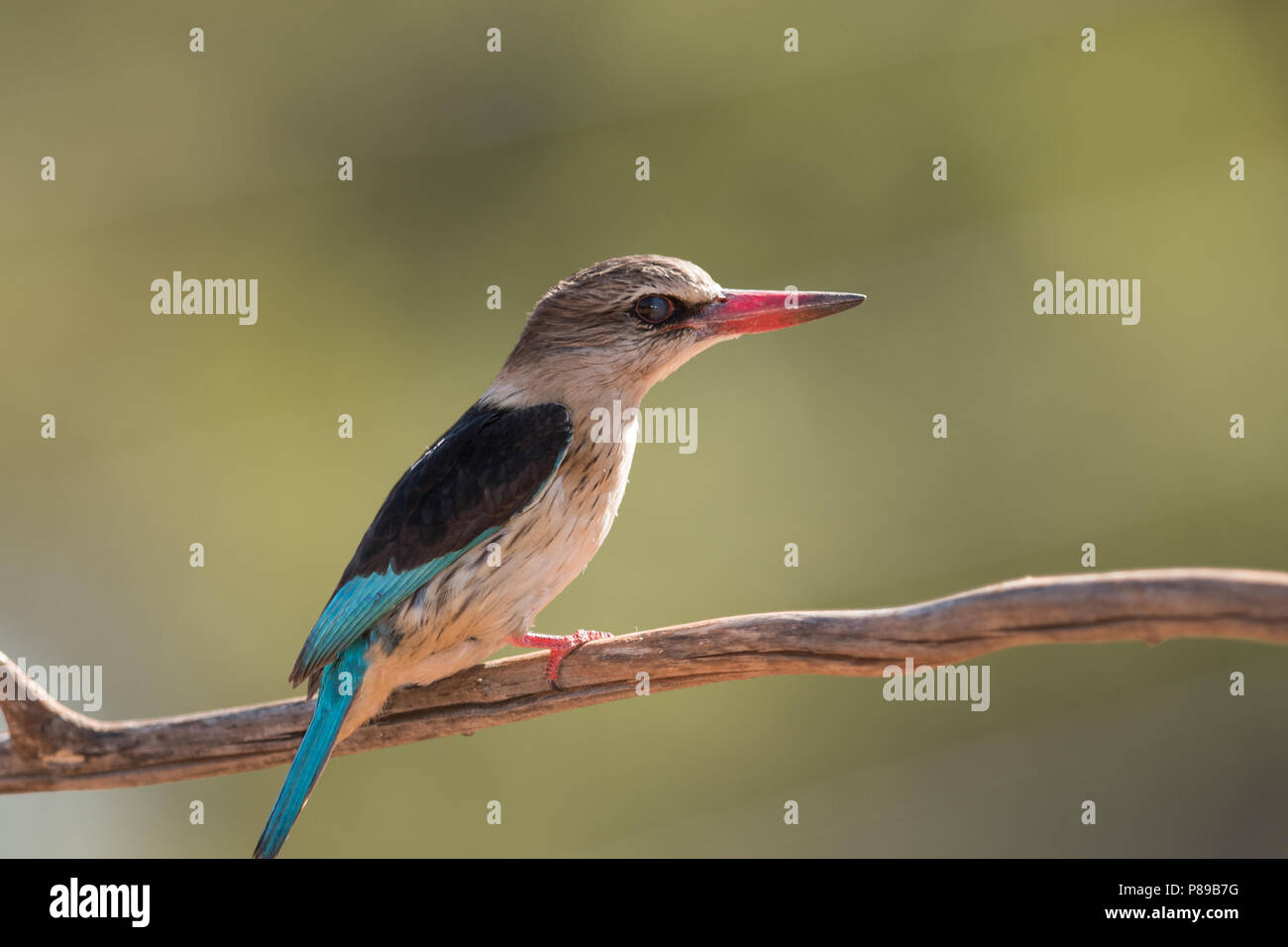 Woodland kingfisher, forest king fisher Banque D'Images
