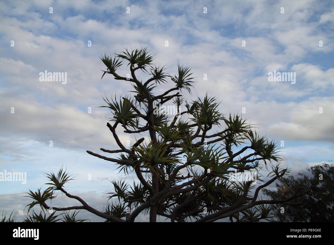 Vis de Tahiti (Pandanus Tectorius Palm Pin Australianus) contre le ciel bleu Banque D'Images