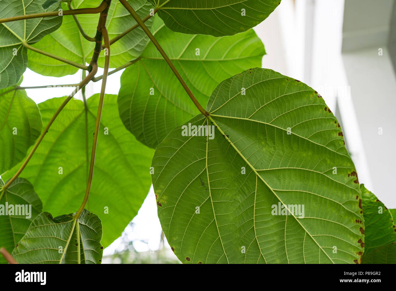 Feuilles de ficus auriculata moraceae oreille d'fig du Népal contexte structure Banque D'Images