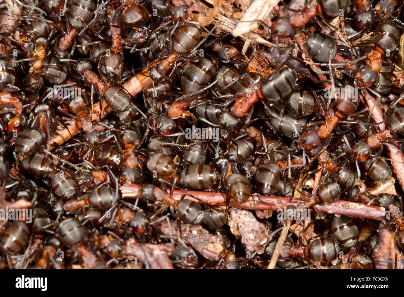Red les fourmis des bois (Formica rufa) travailleurs adultes Le volume sur le dessus du nid au début du printemps. Dorset, Angleterre. Avril. Banque D'Images