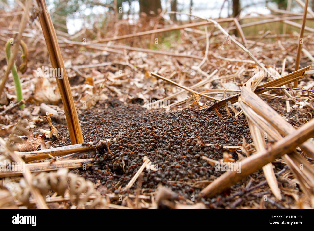 Red les fourmis des bois (Formica rufa) travailleurs adultes Le volume sur le dessus du nid au début du printemps. Dorset, Angleterre. Avril. Banque D'Images