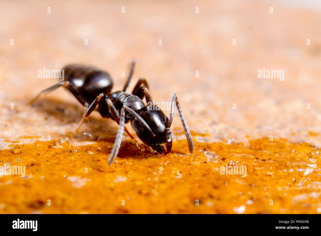 Subboreale Tapinoma fourmis ouvrières adultes. Dorset, Angleterre. Avril. Banque D'Images