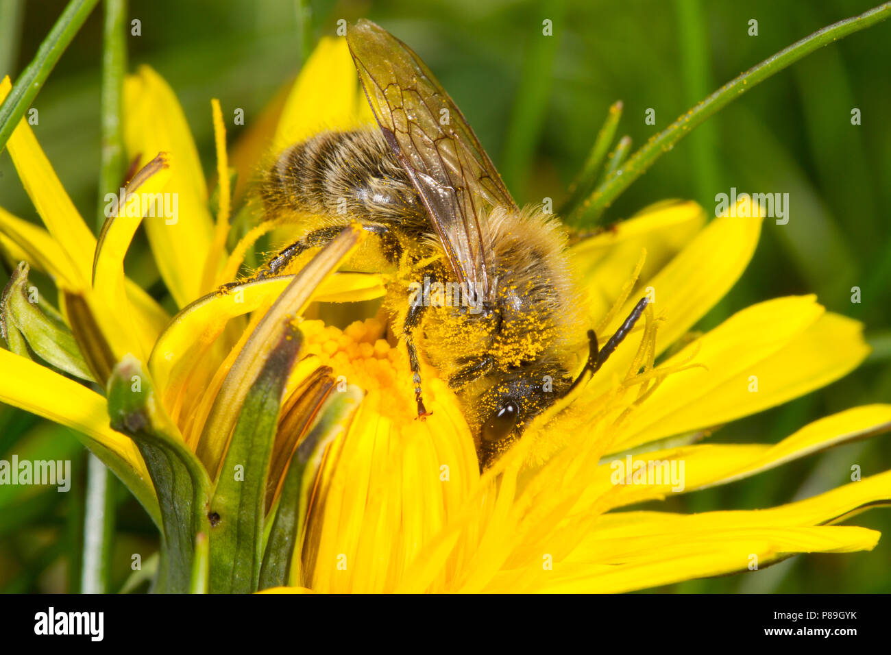 Colletes cunicularius printemps ( Colletes) mâles adultes d'abeilles. Gwynedd, Pays de Galles. Avril. Banque D'Images
