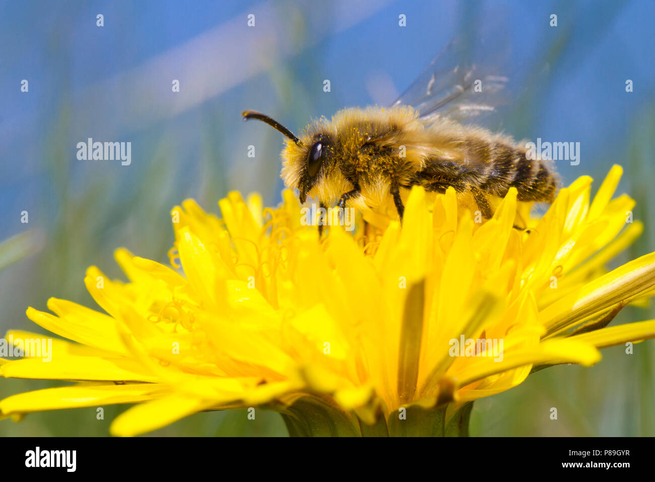 Colletes cunicularius printemps ( Colletes) mâles adultes d'abeilles en prenant au vol après l'alimentation dans une fleur de pissenlit. Gwynedd, Pays de Galles. Avril. Banque D'Images