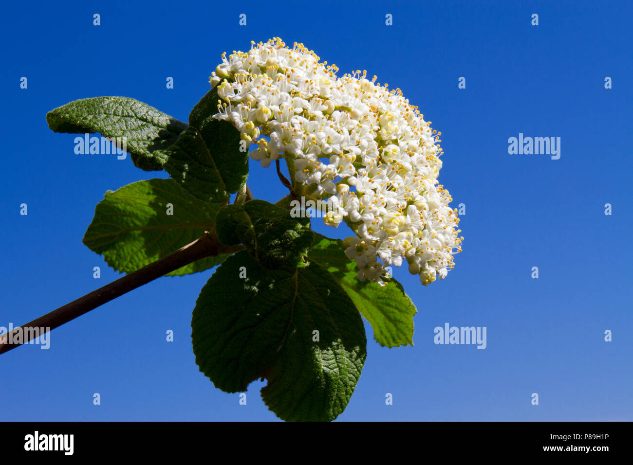 Wayfaring Tree (Viburnum lantana) floraison. Sur les South Downs. C Seaford, Sussex, Angleterre. Mai. Banque D'Images