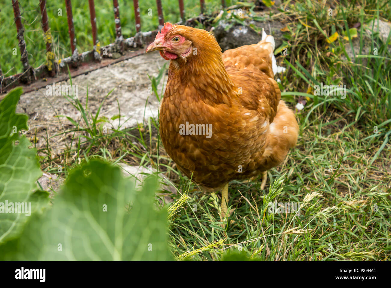 Poule Variegated brouter dans le jardin d'une ferme rurale. Poule des oeufs viande race. Une bonne photo pour le site de l'agriculture, agricole, ferme, animaux, oiseaux. Banque D'Images