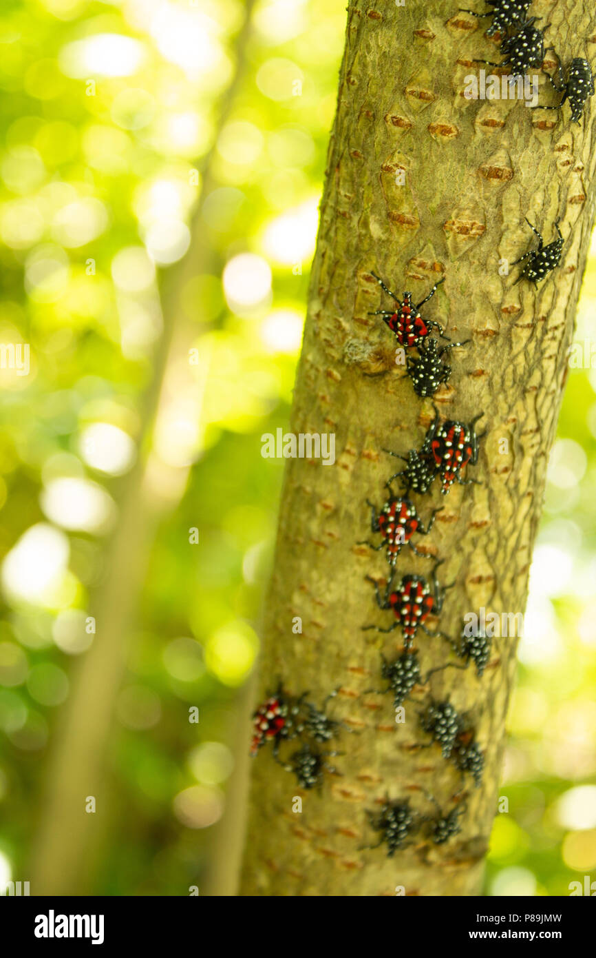 Montgomery Comté PA : A Lanternfly Lycorma (delicatula) dans plusieurs stades nymphaux sur un vinaigrier (Rhus typhina) arbrisseau. Banque D'Images
