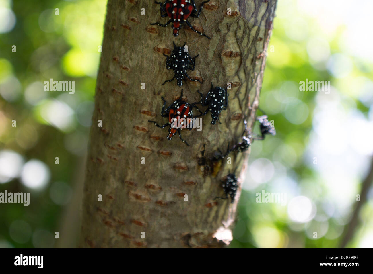 Montgomery Comté PA : A Lanternfly Lycorma (delicatula) dans plusieurs stades nymphaux sur un vinaigrier (Rhus typhina) arbrisseau. Banque D'Images
