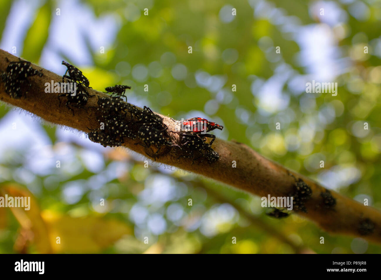 Montgomery Comté PA : A Lanternfly Lycorma (delicatula) dans plusieurs stades nymphaux sur un vinaigrier (Rhus typhina) arbrisseau. Banque D'Images