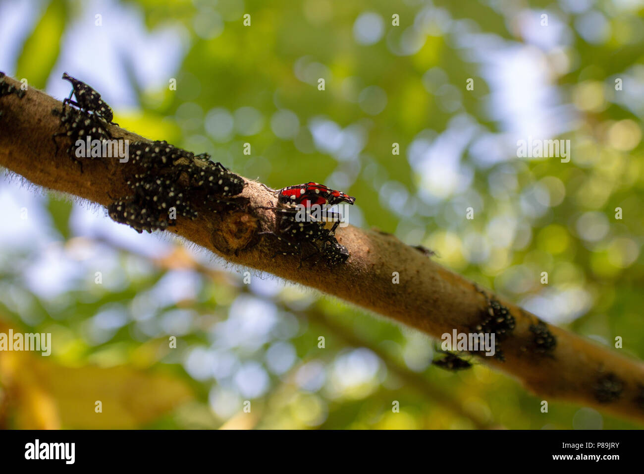 Montgomery Comté PA : A Lanternfly Lycorma (delicatula) dans plusieurs stades nymphaux sur un vinaigrier (Rhus typhina) arbrisseau. Banque D'Images