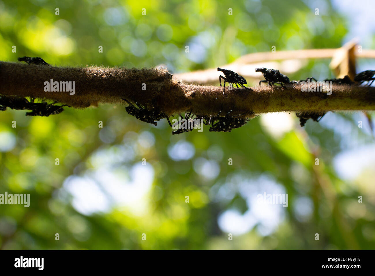 Montgomery Comté PA : A Lanternfly Lycorma (delicatula) dans plusieurs stades nymphaux sur un vinaigrier (Rhus typhina) arbrisseau. Banque D'Images