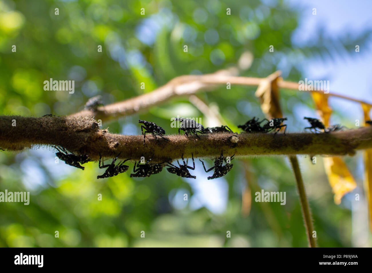 Montgomery Comté PA : A Lanternfly Lycorma (delicatula) dans plusieurs stades nymphaux sur un vinaigrier (Rhus typhina) arbrisseau. Banque D'Images