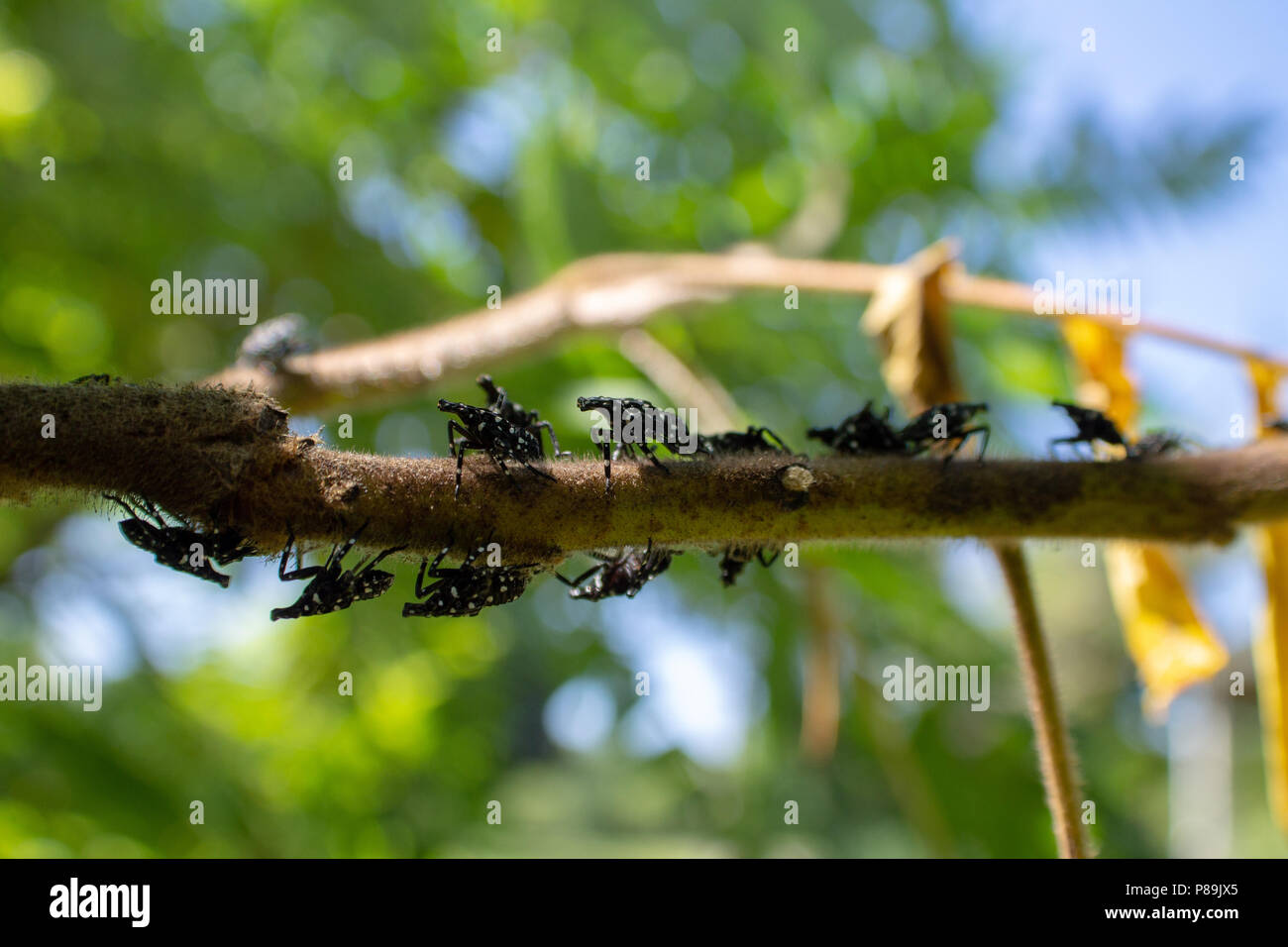 Montgomery Comté PA : A Lanternfly Lycorma (delicatula) dans plusieurs stades nymphaux sur un vinaigrier (Rhus typhina) arbrisseau. Banque D'Images