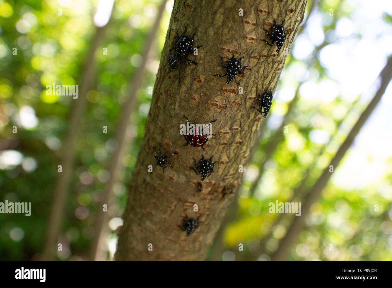 Montgomery Comté PA : A Lanternfly Lycorma (delicatula) dans plusieurs stades nymphaux sur un vinaigrier (Rhus typhina) arbrisseau. Banque D'Images