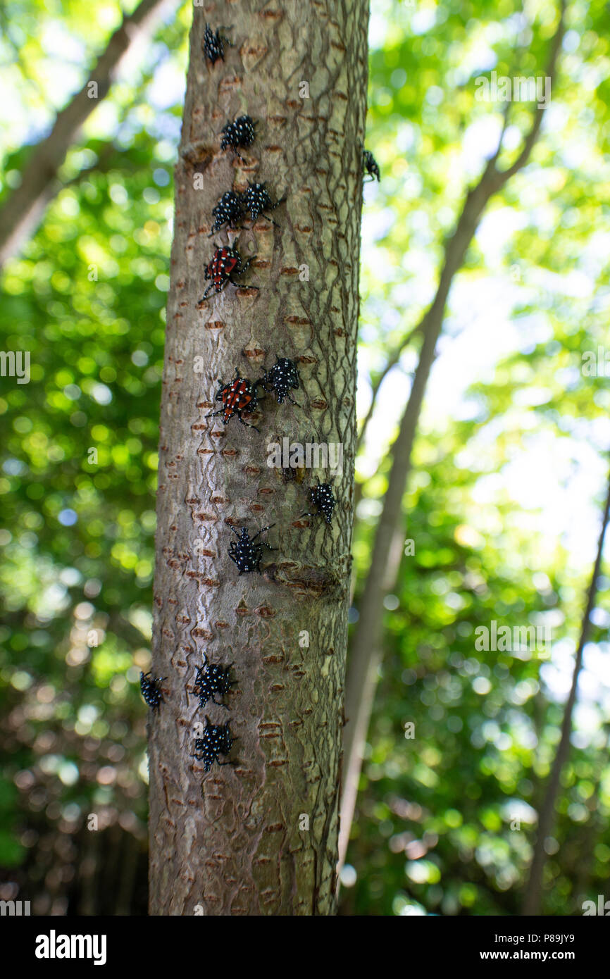 Montgomery Comté PA : A Lanternfly Lycorma (delicatula) dans plusieurs stades nymphaux sur un vinaigrier (Rhus typhina) arbrisseau. Banque D'Images