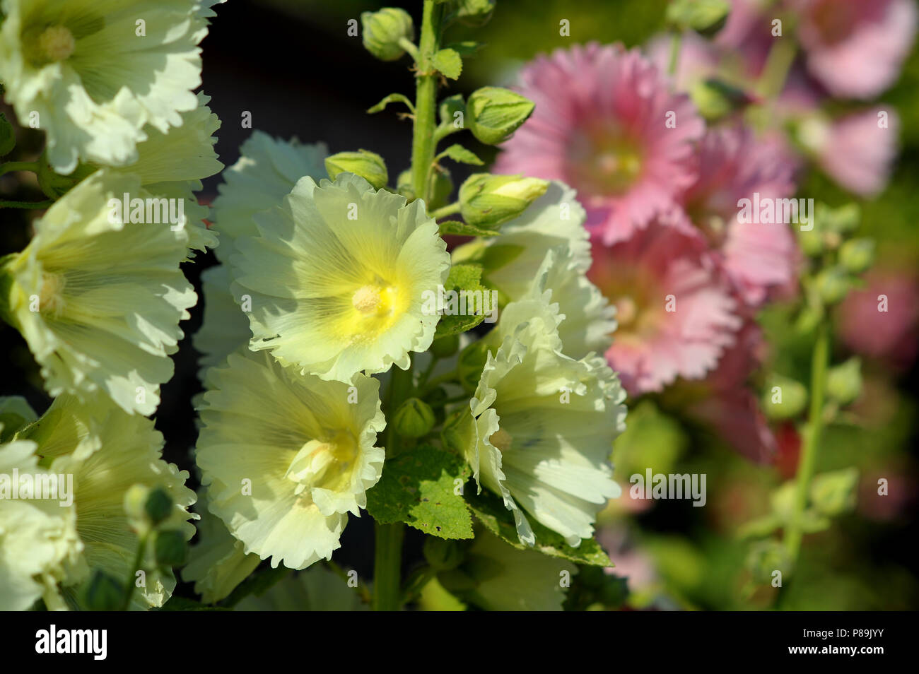 Roses trémières sauvages naturelles dans le Kent UK Banque D'Images
