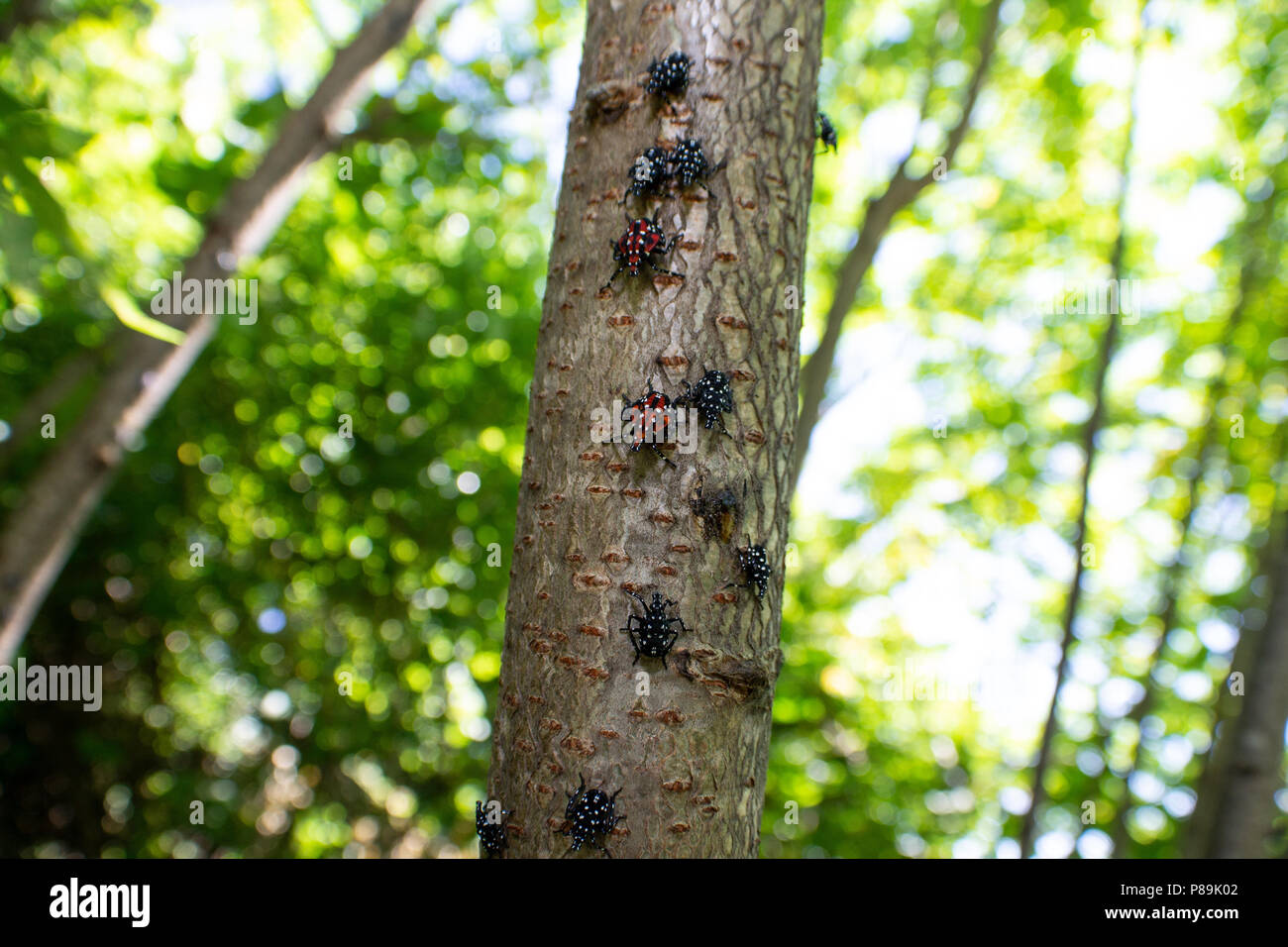 Montgomery Comté PA : A Lanternfly Lycorma (delicatula) dans plusieurs stades nymphaux sur un vinaigrier (Rhus typhina) arbrisseau. Banque D'Images