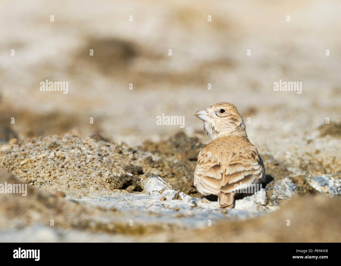 White-Sparrowlark Weissstirnlerche - couronné - Eremopterix nigriceps ssp. melanauchen, Sultanat d'Oman, adulte de sexe féminin Banque D'Images