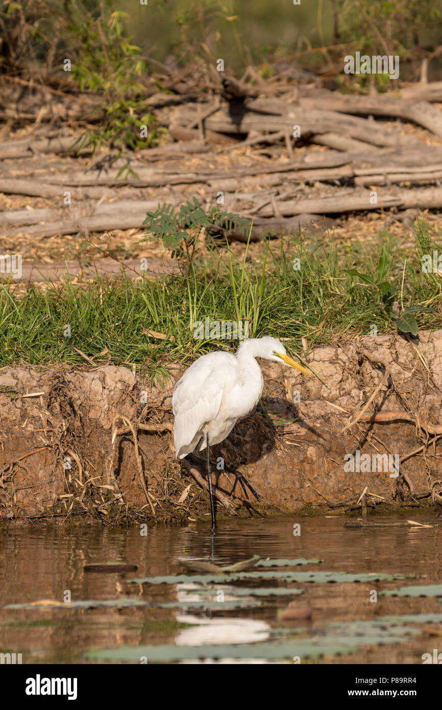 Grande Aigrette au Corroboree Billabong, Mary River Wetlands, Territoire du Nord Banque D'Images