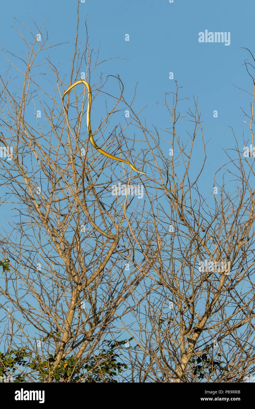 Golden Tree Snake, Corroboree Billabong, Mary River Wetlands, Territoire du Nord Banque D'Images