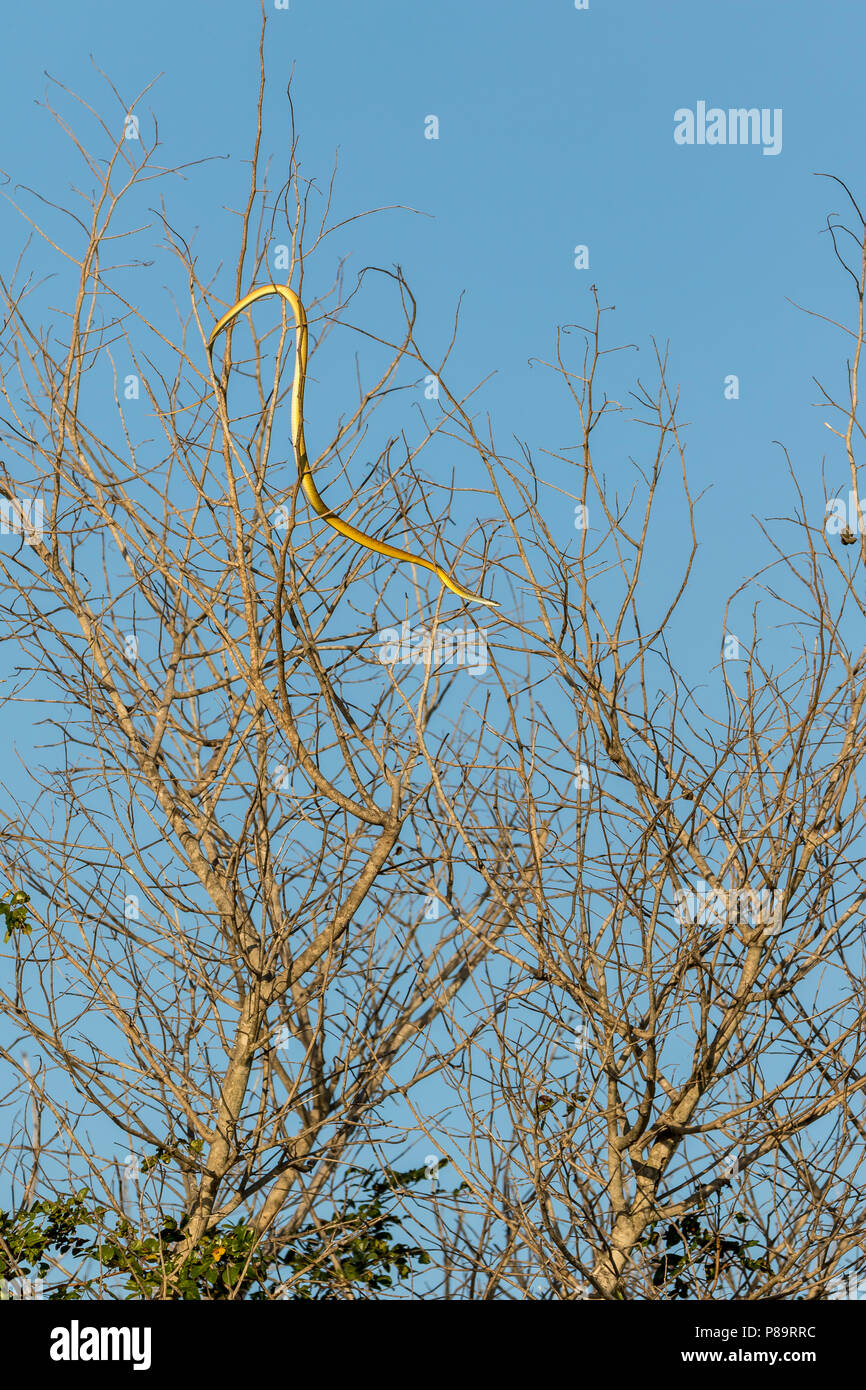 Golden Tree Snake, Corroboree Billabong, Mary River Wetlands, Territoire du Nord Banque D'Images