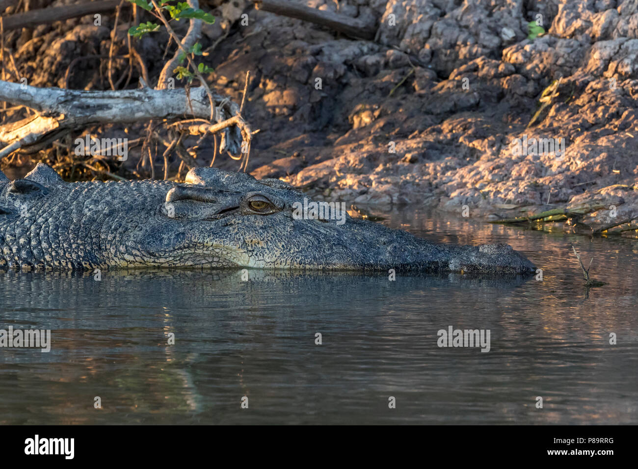 5m de long Saltwater crocodile au Corroboree Billabong, Mary River Wetlands, Territoire du Nord Banque D'Images