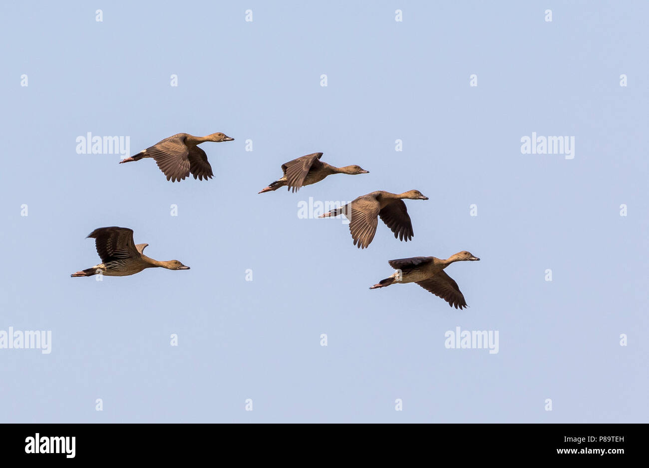 5 sifflement à plumes de canards en vol au-dessus Corroboree Billabong, Mary River Wetlands, Territoire du Nord Banque D'Images