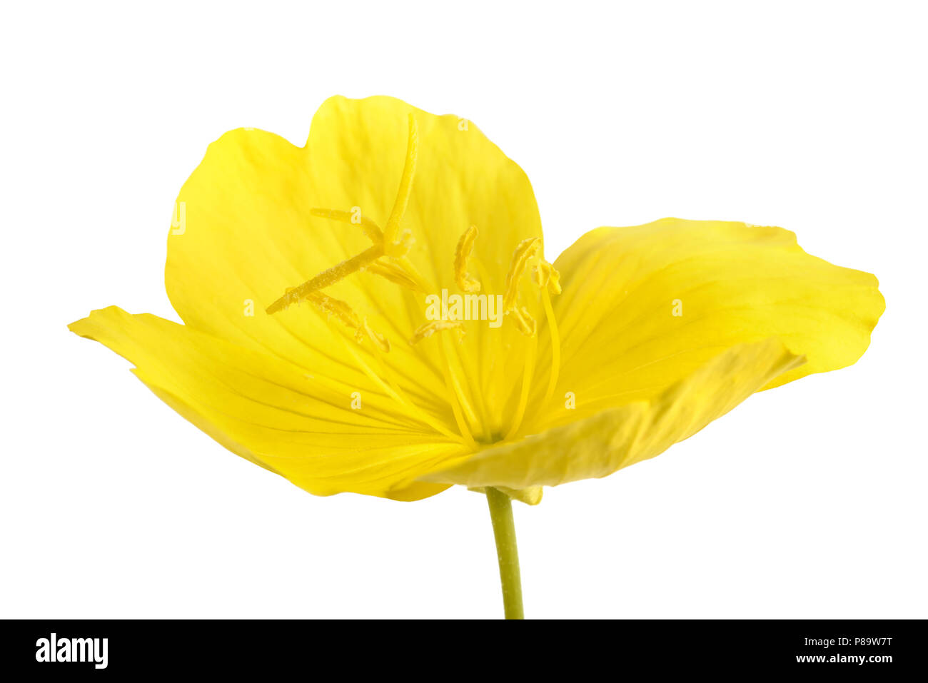 Onagre commune flower isolated on white Banque D'Images