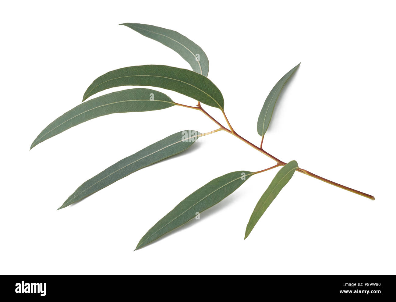 Branche d'eucalyptus isolé sur fond blanc Banque D'Images