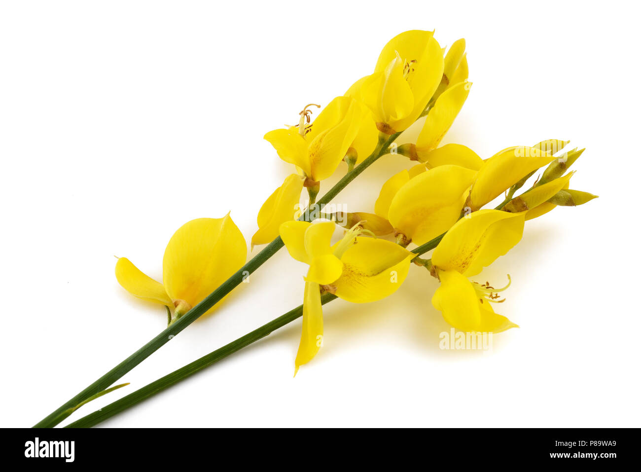 Fleurs genêt isolé sur fond blanc Banque D'Images