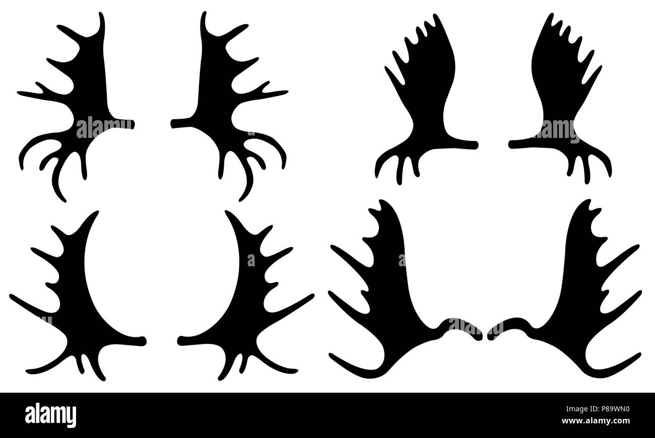 Ensemble de moose antlers isolated on white Banque D'Images