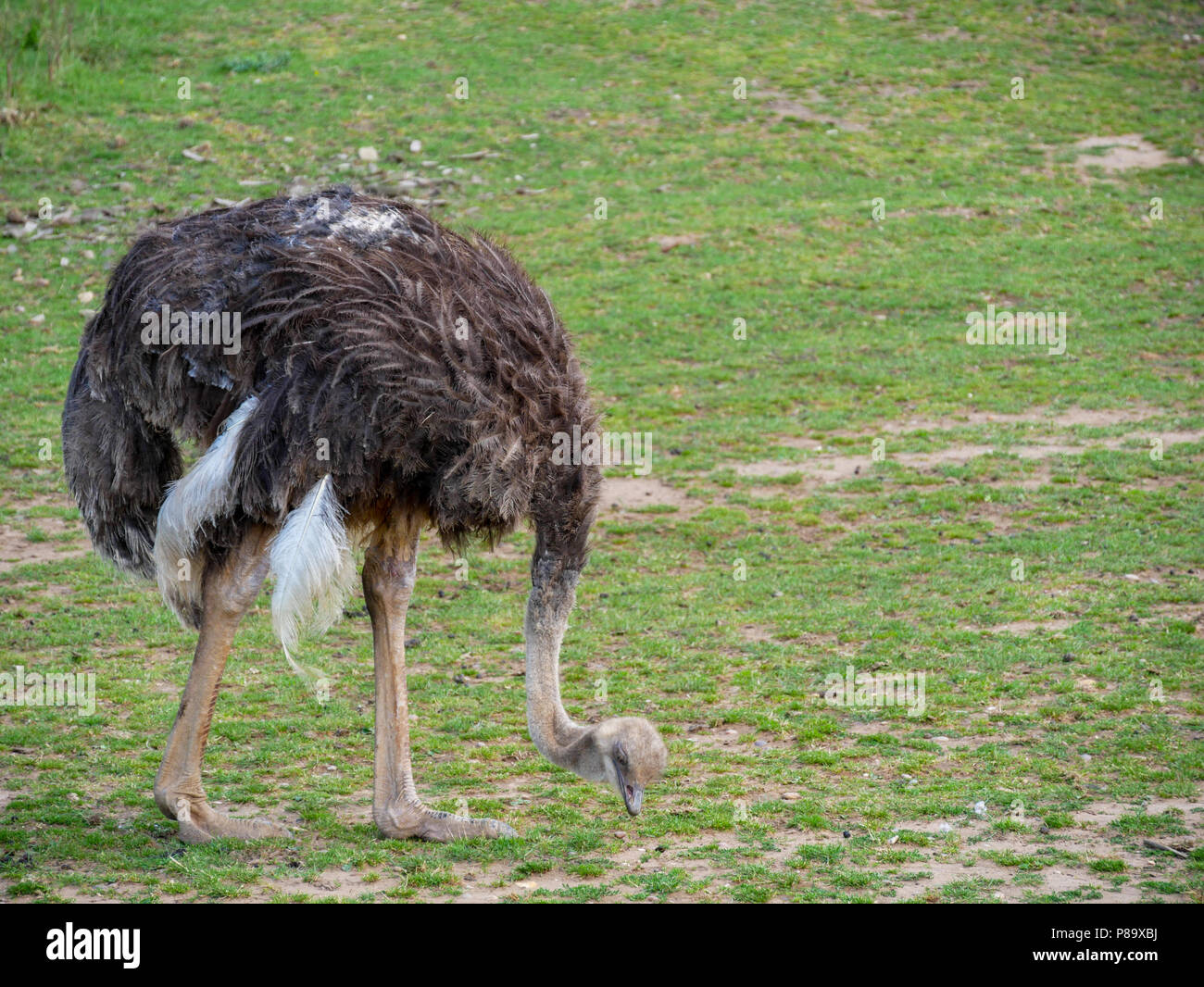 Yorkshire Wildlife Park au Royaume-Uni sur un jour d'été. Une attraction familiale, zoo et parc animalier. Avec des animaux en captivité mais entretenu. Banque D'Images