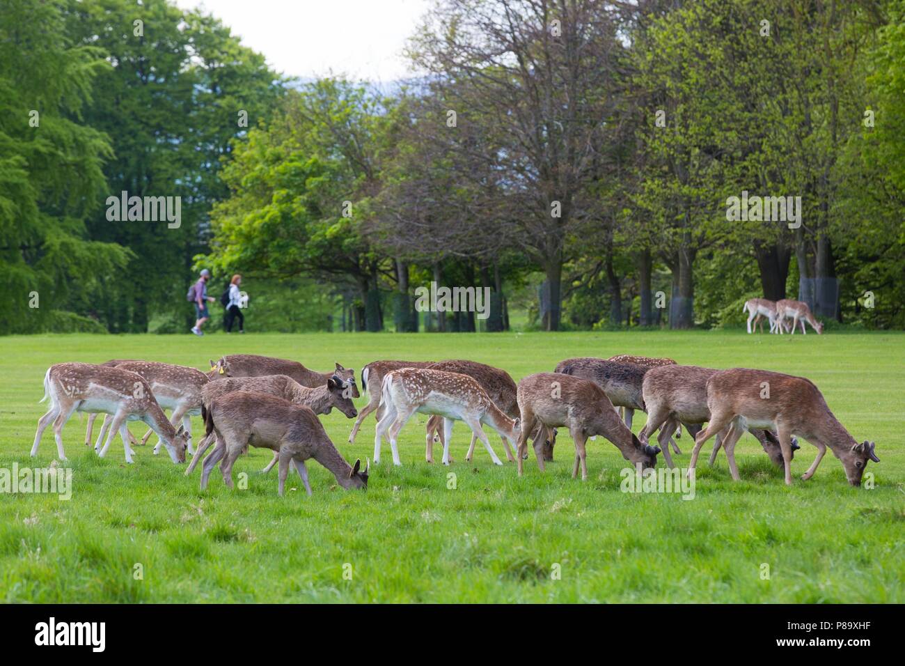 DUBLIN, VOYAGES DANS LA CAPITALE, l'IRLANDE Banque D'Images