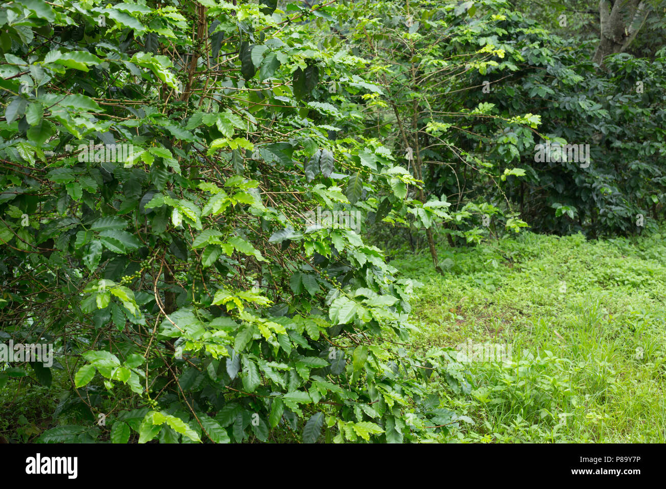 Arbre généalogique de café avec café vert sur la branche en ferme de café Banque D'Images