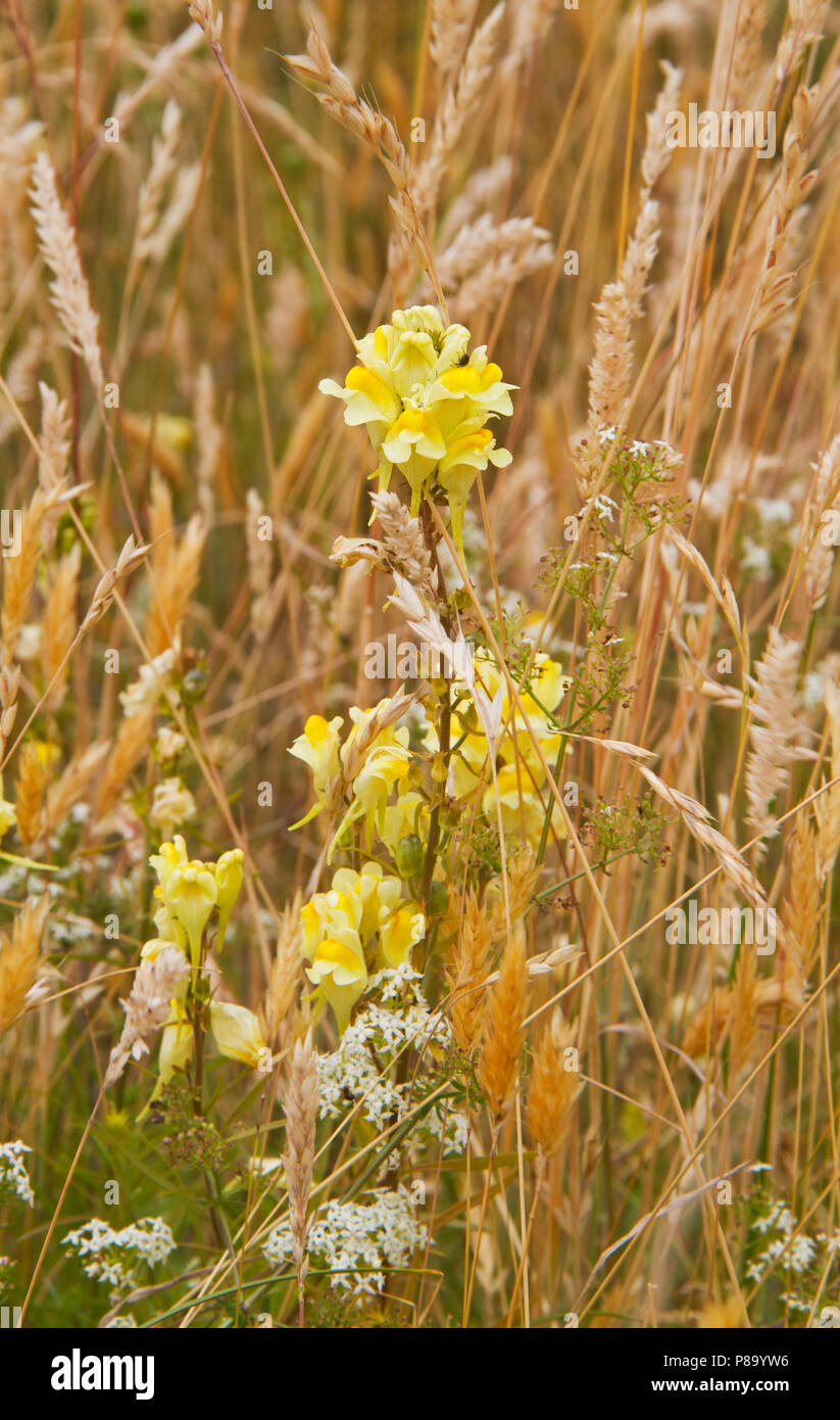 Fleurs jaunes de la linaire commune, également connu sous le nom de la linaire jaune, et peu de fleurs blanches de couvrir le gaillet dans un champ aride Banque D'Images