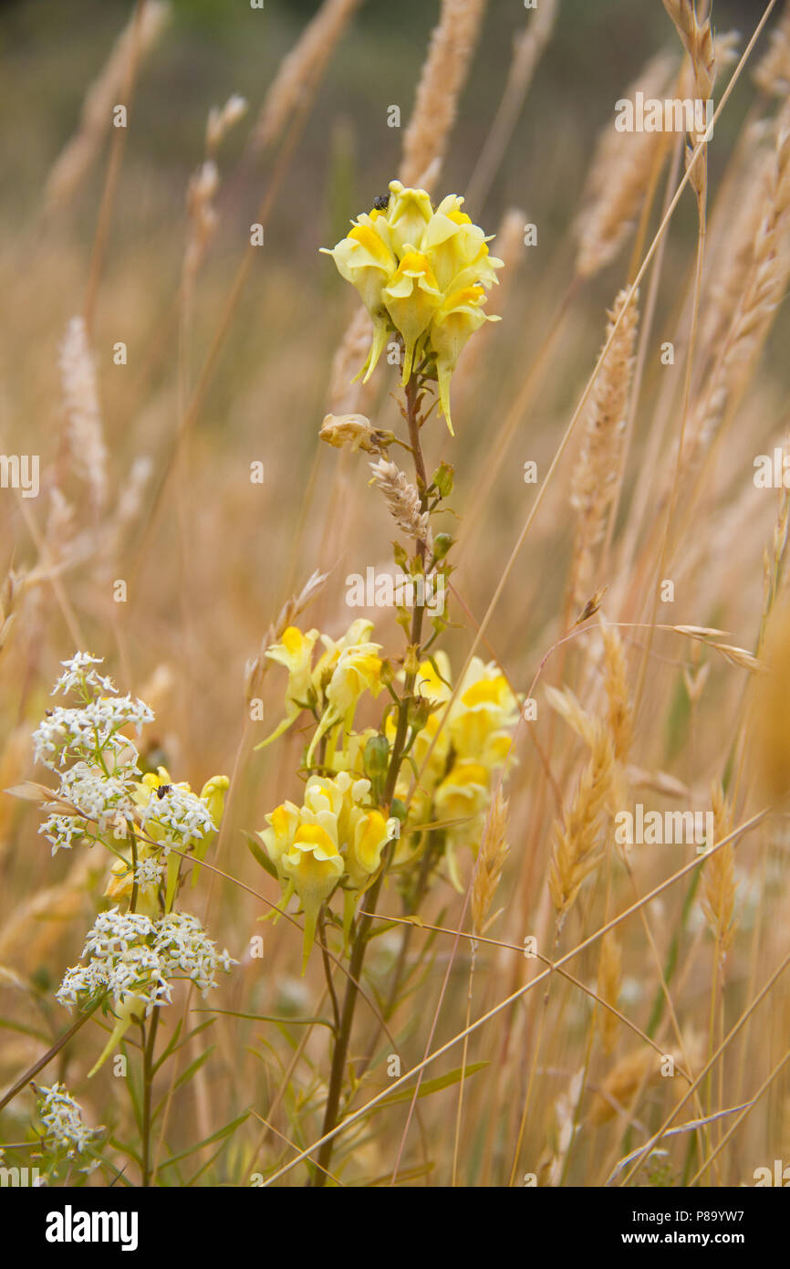 Fleurs jaunes de la linaire commune, également connu sous le nom de la linaire jaune, et peu de fleurs blanches de couvrir le gaillet dans un champ aride Banque D'Images