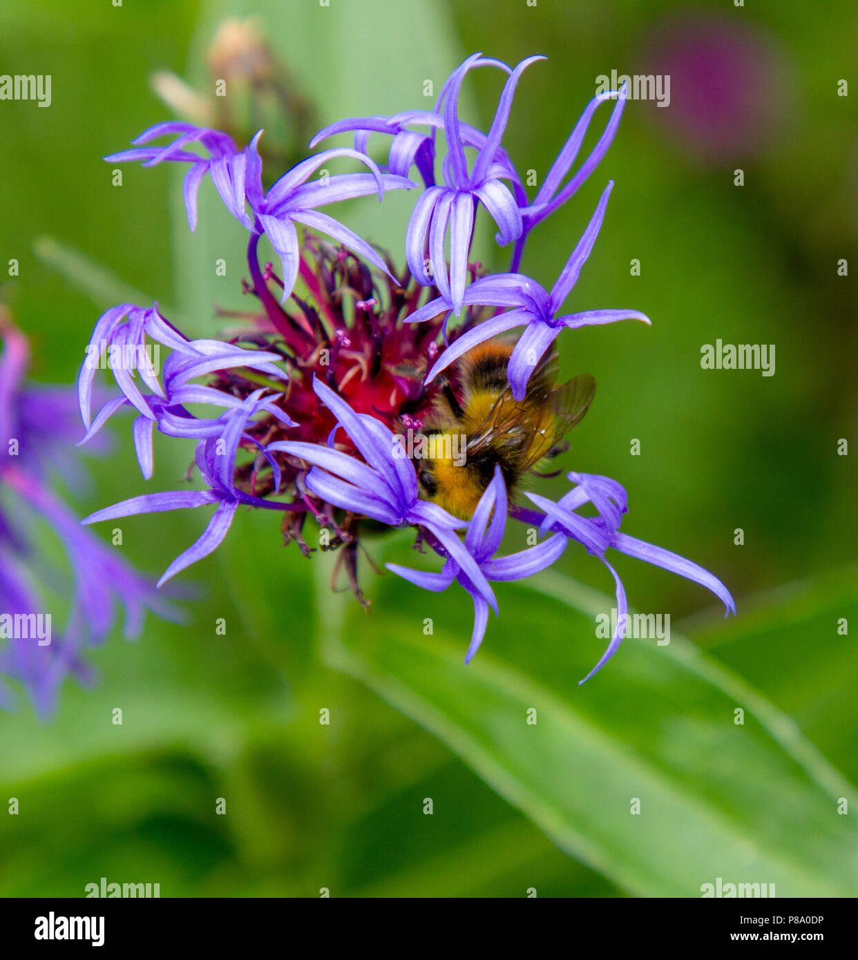 Début de bumblebee sur bleuet de montagne Banque D'Images
