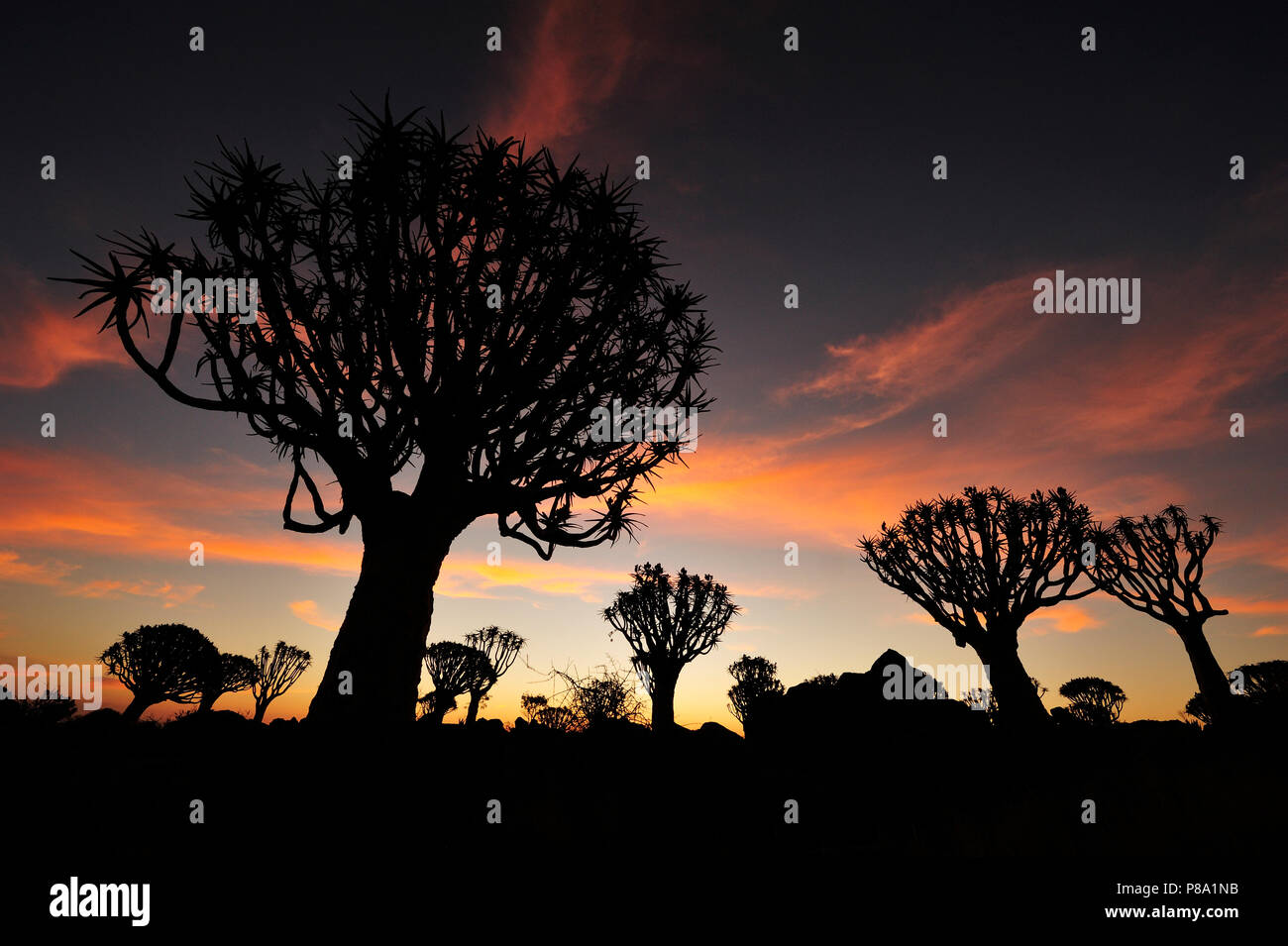 Quiver Tree (Aloe dichotoma), forêt, silhouettes dans le coucher du soleil, Keetmanshoop, Karas, Namibie Banque D'Images