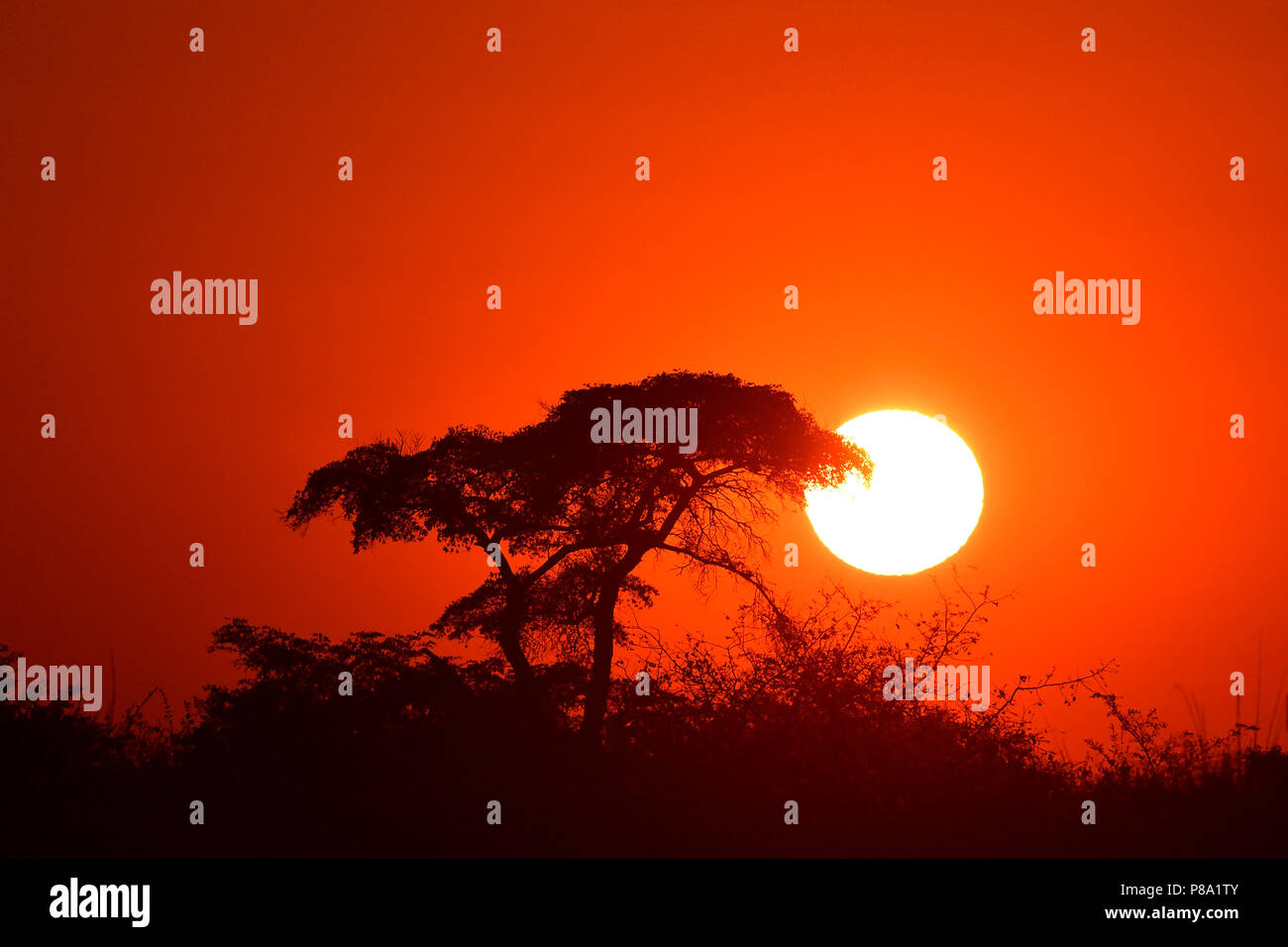 Coucher de soleil rouge derrière Bush, Okavango Delta, Botswana Banque D'Images