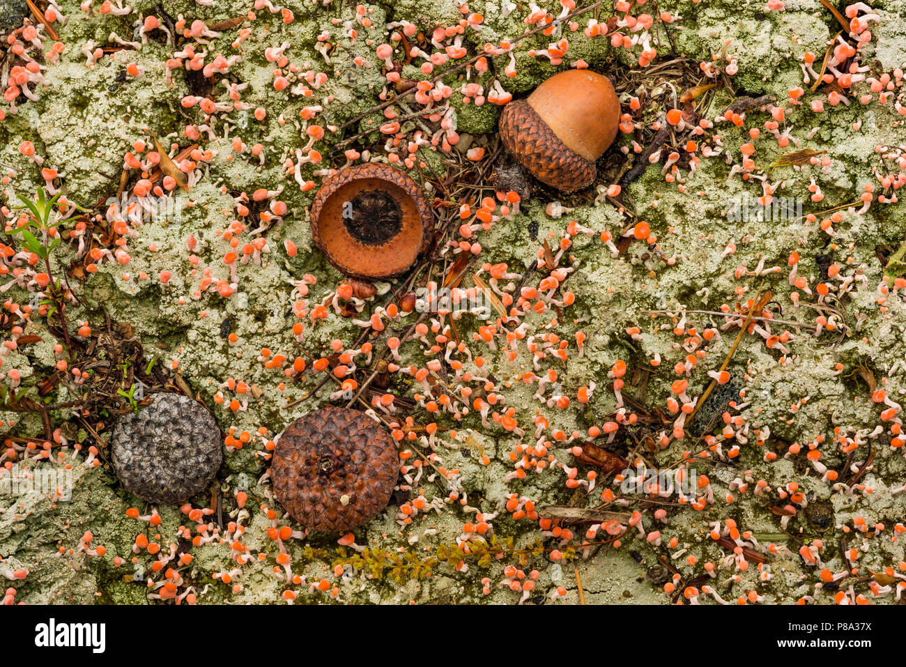 Parmi les glands et moss (champignons Agarics Miel} White Mountain National Forest, Carroll Co., NH Banque D'Images