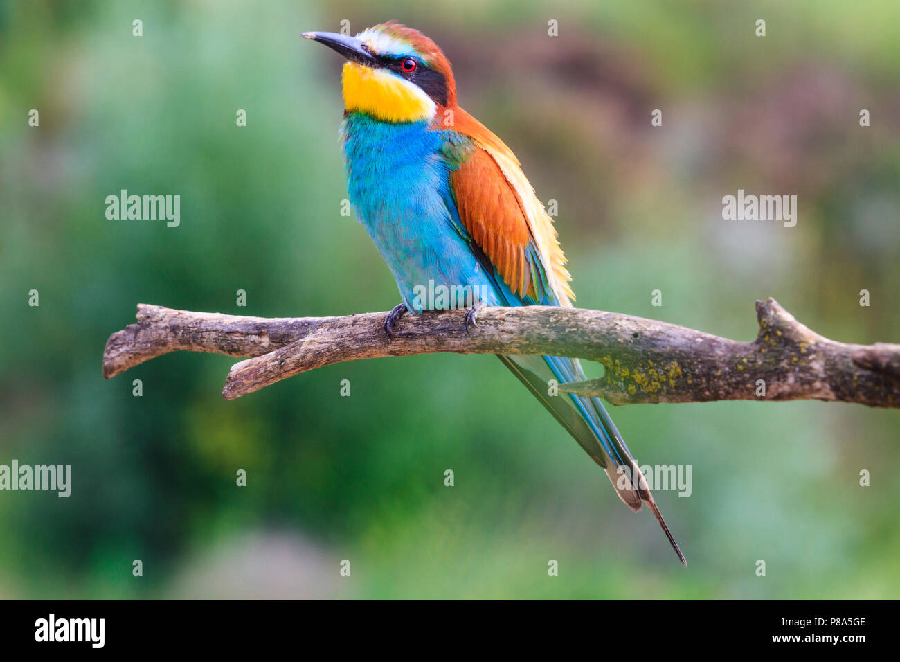 Oiseaux Exotiques Colorées Parmi Le Vert De Lherbe Des