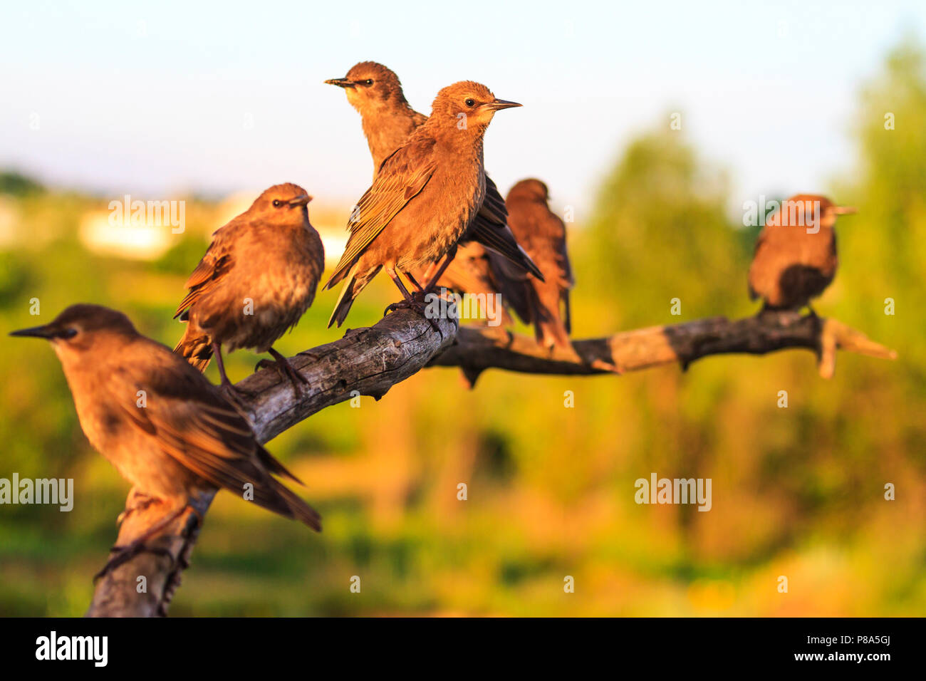 Troupeau d'étourneaux assis sur une branche dans la lumière d'or Banque D'Images