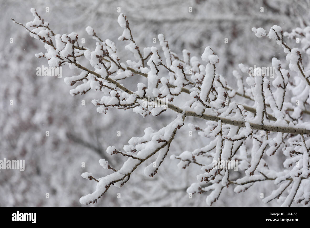 Une fine branche d'un arbre recouvert de neige blanche. Qui sous son poids légèrement pliés et se balançaient de droite à gauche sous les rafales du vent. Banque D'Images