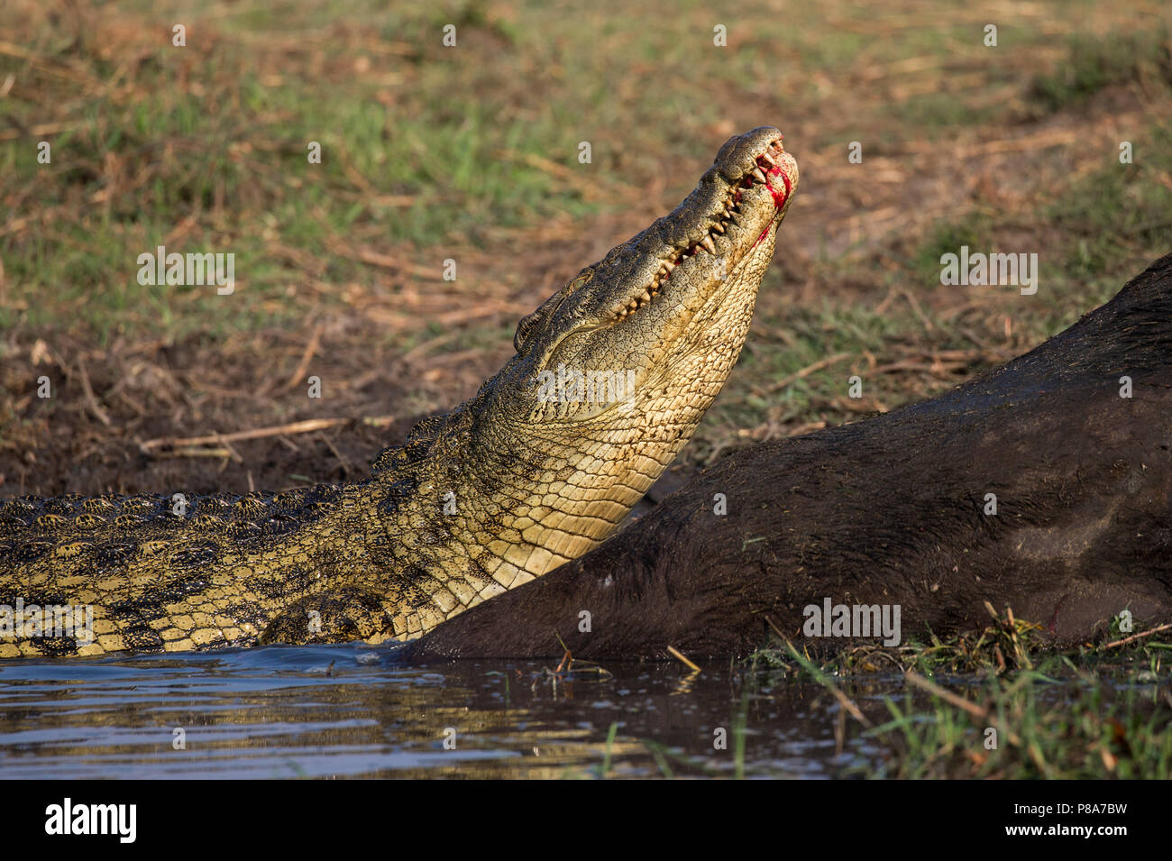 Le crocodile du Nil (Crocodylus niloticus) se nourrissant de buffle carcasse, rivière Chobe, au Botswana Banque D'Images