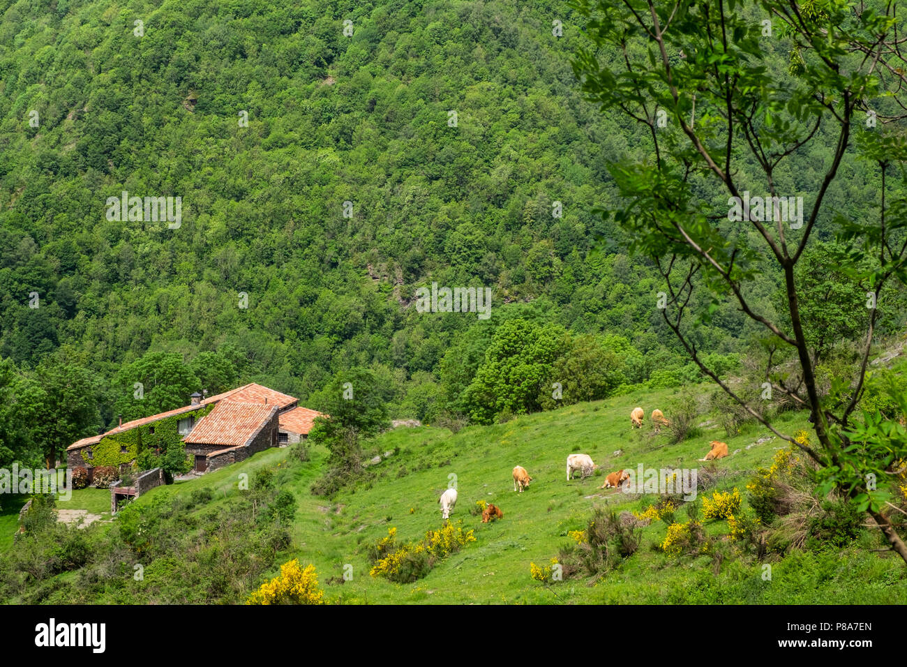 Vue sur les pâturages et les fermes à la Riba en Pyrénées Catalanes en été, l'Espagne Banque D'Images