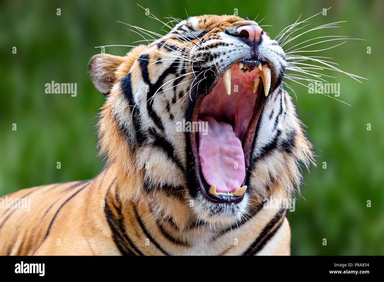 Connu sous le nom de tigres adultes indochinois, Panthera tigris Corbetti en Amérique, avec sa bouche grande ouverte, la Thaïlande. Banque D'Images